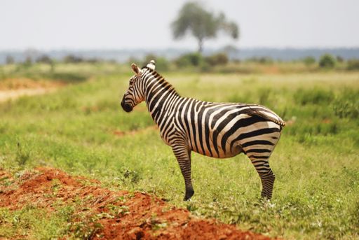 A closeup shot of a zebra in the grassland of Tsavo East National Park, Kenya, Africa