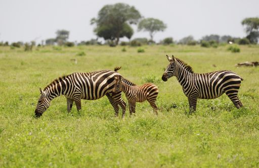 A group of Zebras grazing in Tsavo East National park, Kenya, Africa