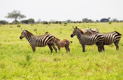 A group of Zebras grazing in Tsavo East National park, Kenya, Africa