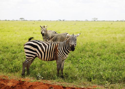 A group of Zebras grazing in Tsavo East National park, Kenya, Africa