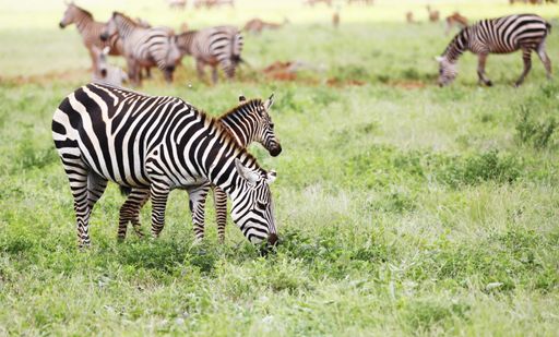 A group of Zebras grazing in Tsavo East National park, Kenya, Africa