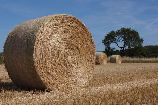 Round straw bales gleam against a blue sky in front of a harvested grain field in the summer in Hesse, Germany.