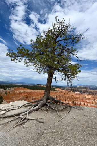 A lone tree enjoying the view looking over Bryce Canyon