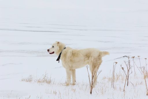A white Central Asian Shepherd Dog standing in a snowy meadow. Georgia, Paravani Lake