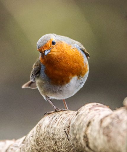 A closeup of a robin perched on a branch of a tree