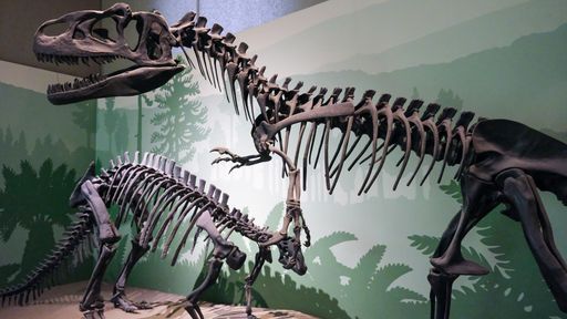 A dinosaur skeleton showcased in museum exhibit in Milan, Italy.