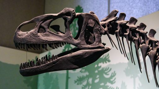 A dinosaur skeleton showcased in museum exhibit in Milan, Italy.