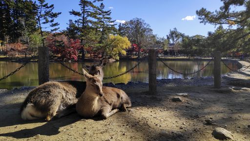 Nara, Japan- 27 Nov, 2019: Japanese deer resting at Nara Park with red maple leaves tree on autumn season as background