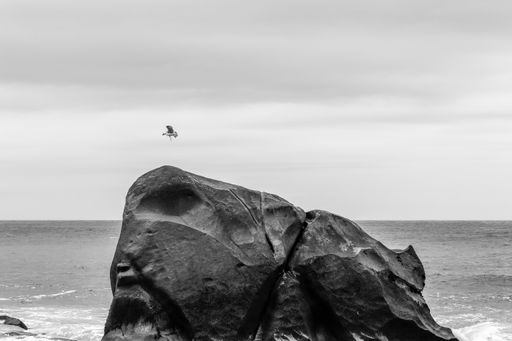 A grayscale shot of a flying seagull over a rock on the seashore