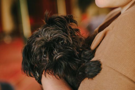 A selective focus shot of a kid holding an Affenpinscher puppy