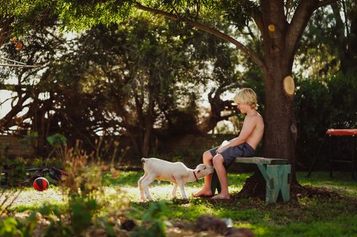 A peaceful shallow focus shot of a blonde Caucasian kid sitting on a bench in a yard with a white goat and trees next to him