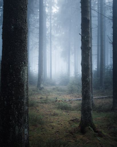 A scenic view of a green foggy forest