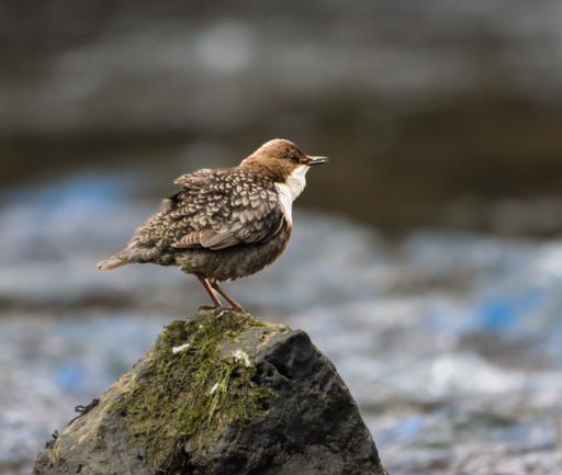 A closeup of a dipper at a Welsh river