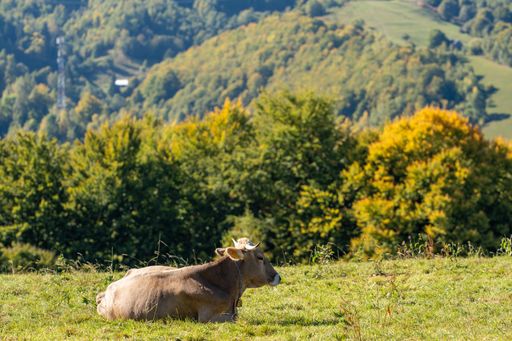 A picturesque cow grazing peacefully in a lush green field, surrounded by rolling hills