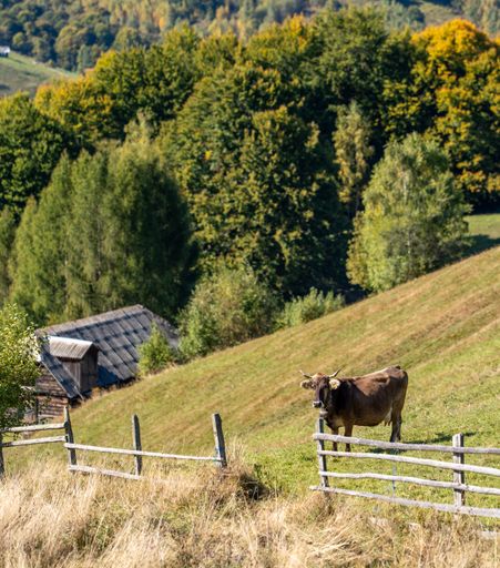 A solitary cow peacefully grazing grass in a picturesque meadow surrounded by a fence