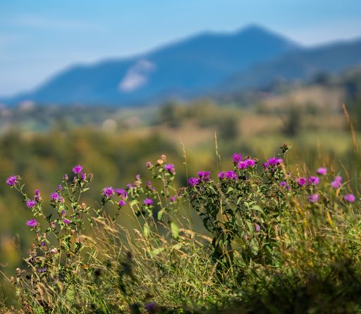 A field of vibrant purple flowers against a breathtaking backdrop of majestic mountains