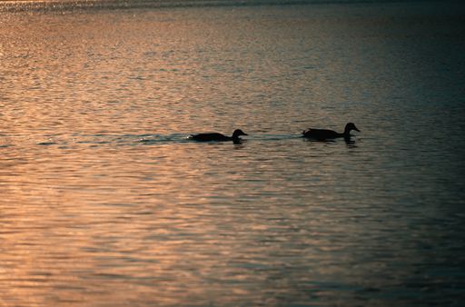 A couple of duck swimming in a pond at sunset