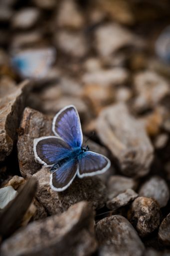 A closeup shot of Amanda's blue (Polyommatus amandus) common blue butterfly