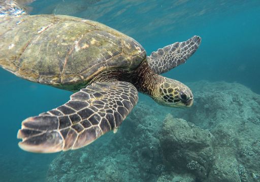 A beautiful closeup shot of a large turtle swimming underwater in the ocean
