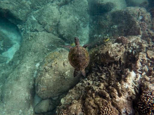 A beautiful closeup shot of a large turtle swimming underwater in the ocean