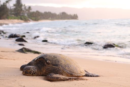A beautiful shot of a giant turtle on the sandy seashore