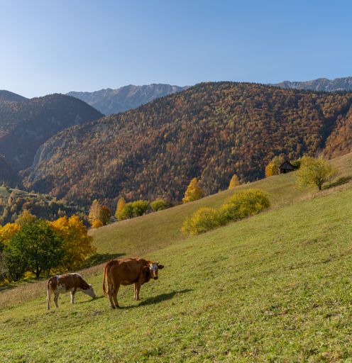 A group of cows peacefully grazing in a picturesque mountain meadow against the backdrop of a clear blue sky