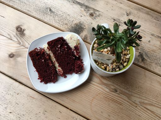 A closeup shot of a tasty piece of cake and a succulent plant on a wooden surface