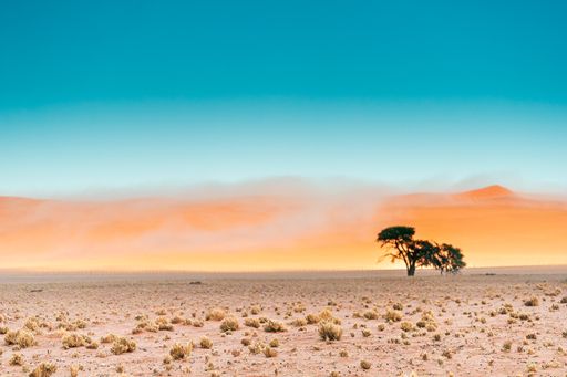 A beautiful scenery of Namib mists and a tree at Namibia desert, Namibia