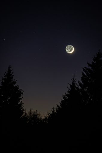 The Full moon illuminating night sky over trees.
