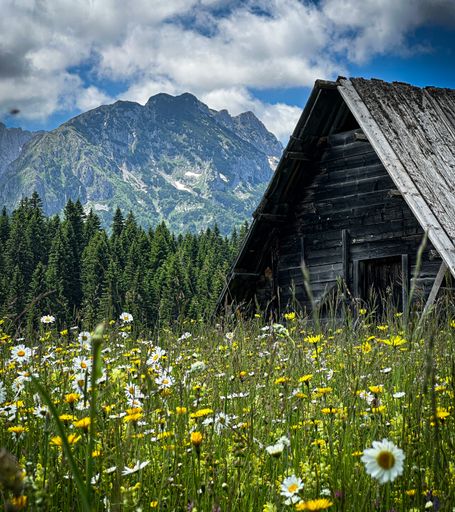 An aged wooden house surrounded by wildflowers in Durmitor National Park, Montenegro.