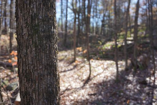 A selective focus shot of a tree trunk outdoors in a forest during daylight