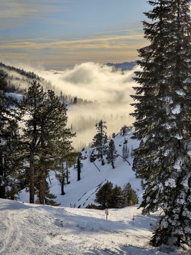 Some clouds moving low through trees on top of a snow-covered mountain in Lake Tahoe, California