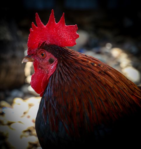A vibrant rooster proudly displays its crimson combs atop its head