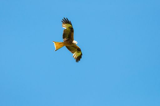 A low angle shot of a lone hawk soaring in the bright blue sky, hunting on a sunny day with copy space around it