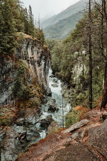 A vertical shot of a river flowing in the wild forest