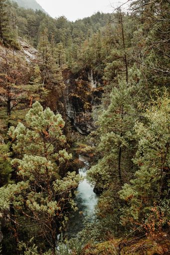 A vertical shot of a river flowing in the wild forest