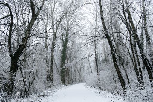 A snow-covered road flanked by towering trees