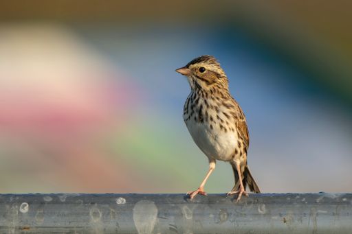 Selective focus shot of a brown sparrow bird perched on a metal railing