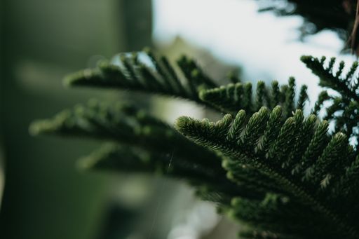 A selective focus of green conifer leaves on a tree branch against a blurred background