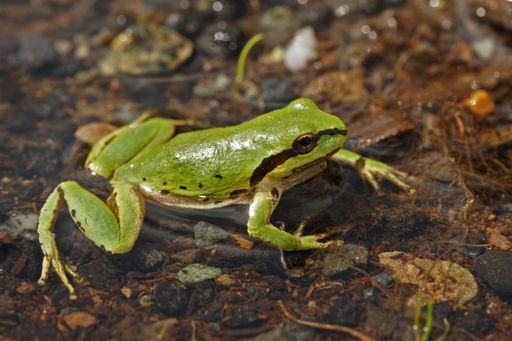 Natural closeup on a beautiful green Pacific treefrog, Pseudacris regilla, sitting in a puddle of shallow water after the rain