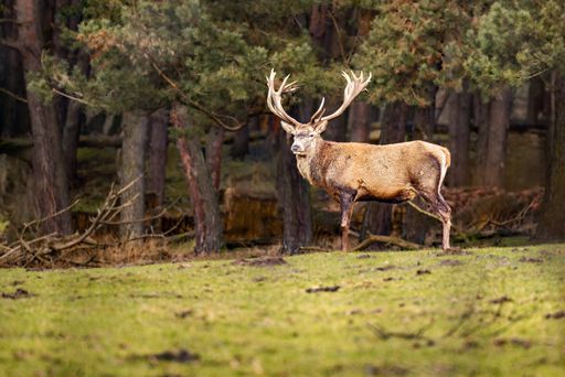 A majestic deer grazing peacefully in a serene forest setting