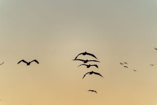 The pelicans soaring at sunset over San Francisco, CA, USA