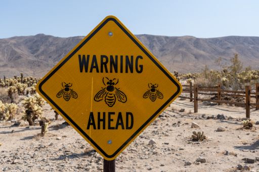 The Joshua Tree National Park in California, USA
