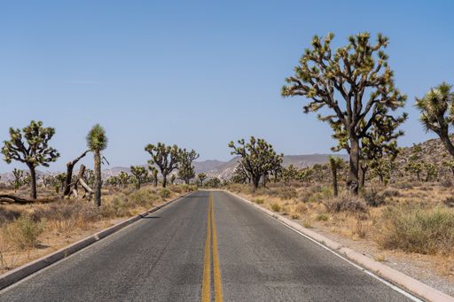 The Joshua Tree National Park in California, USA