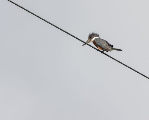 A low angle shot of a Belted kingfisher bird perched on the wire