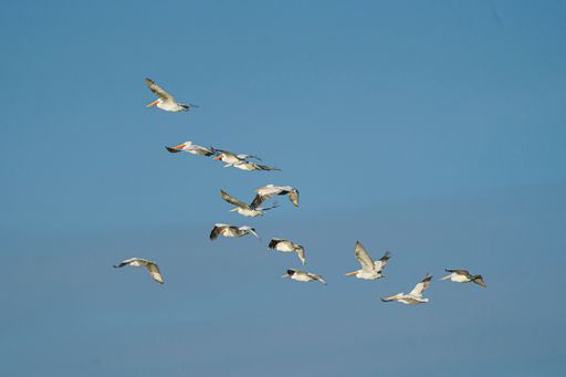 Group of birds flying against a blue sky background