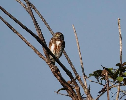 An Asian Barred Owlet perched on a tree branch
