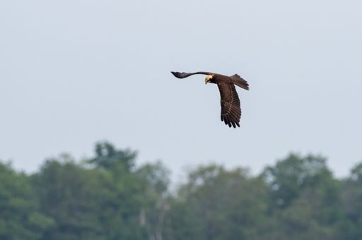 An eagle soars gracefully through the sky