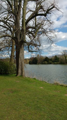 A vertical shot of leafless trees on the riverbank on a cloudy day
