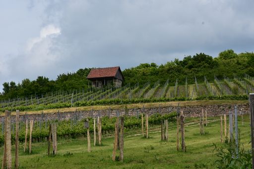 A vineyard plantation under cloudy sky
